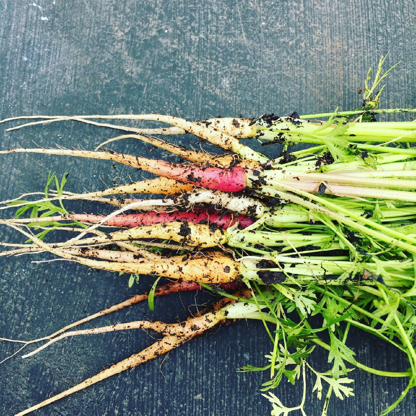 MY GARDEN FRESH VEGGIES